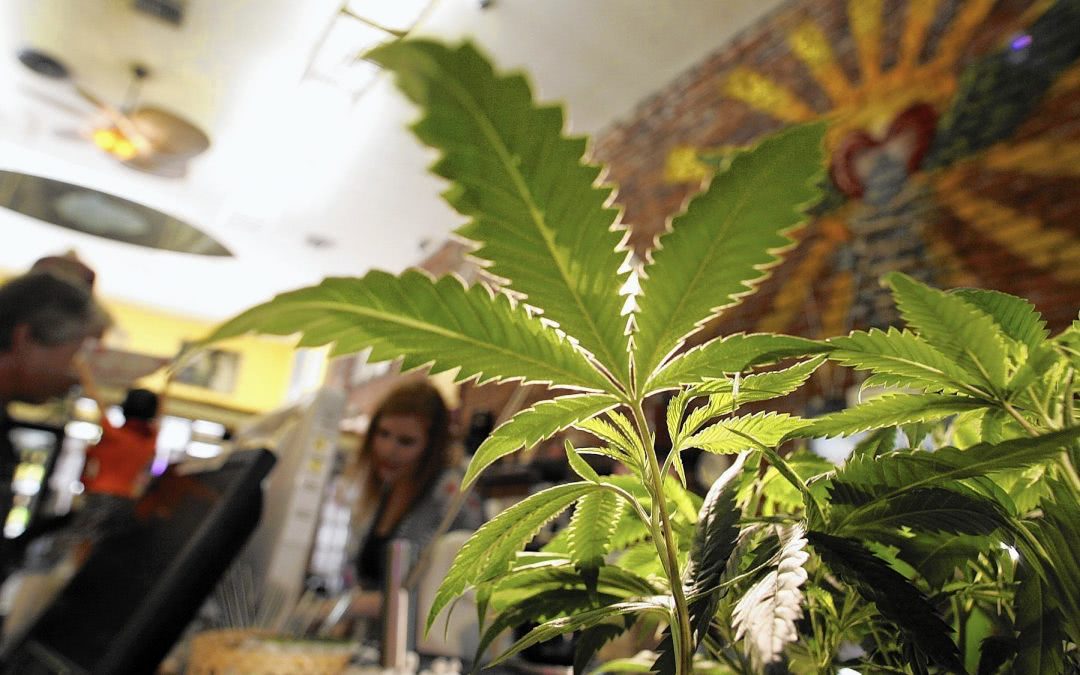 How Marijuana Legalization is Affecting Drug Tests